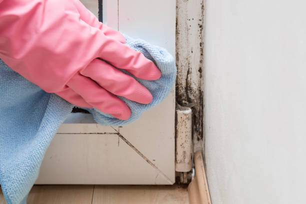 Mold Removal Process in Mastic Beach, NY