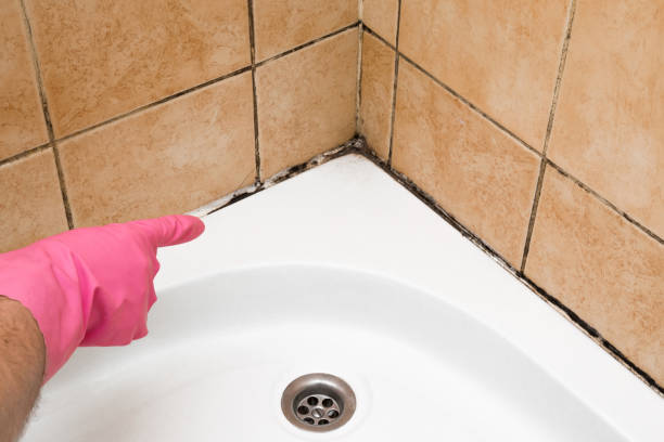 Best Attic Mold Removal  in Mastic Beach, NY